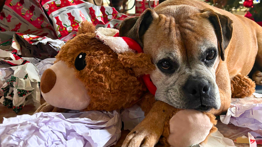 The Ultimate Pet & Pet-Lover Gift Guide 2025